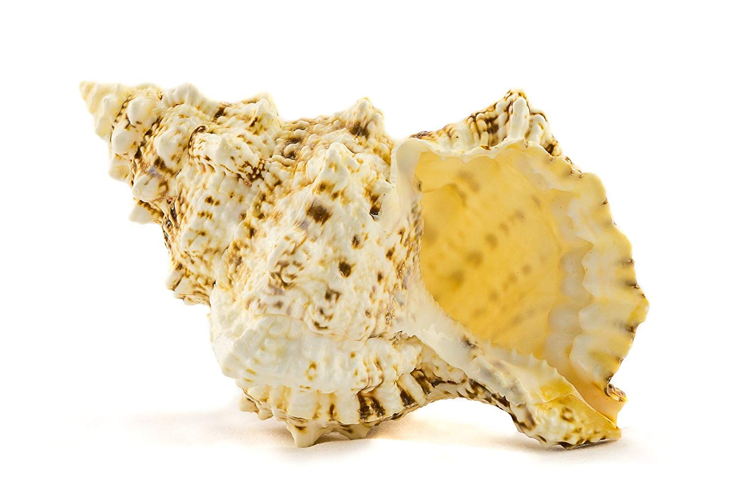 Conch Shell Decor - Seashell Decor (9in)