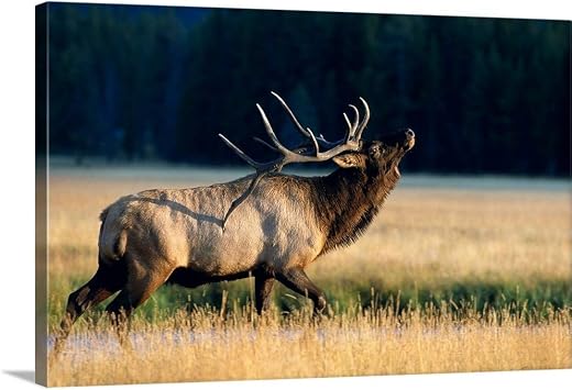 CANVAS ON DEMAND Wyoming, Yellowstone National Park, Elk Bull Cervus Elaphus Bugling in Rut Canvas Wall Art Print by John Hyde, Home Decor, Antler, Wildlife Artwork, 36" x24in
