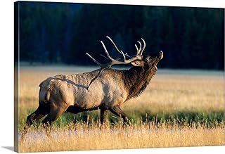 CANVAS ON DEMAND Wyoming, Yellowstone National Park, Elk Bull (Cervus Elaphus) Bugling in Rut Canvas Wall Art Print by John Hyde, Home Decor, Antler, Wildlife Artwork,24" x16in