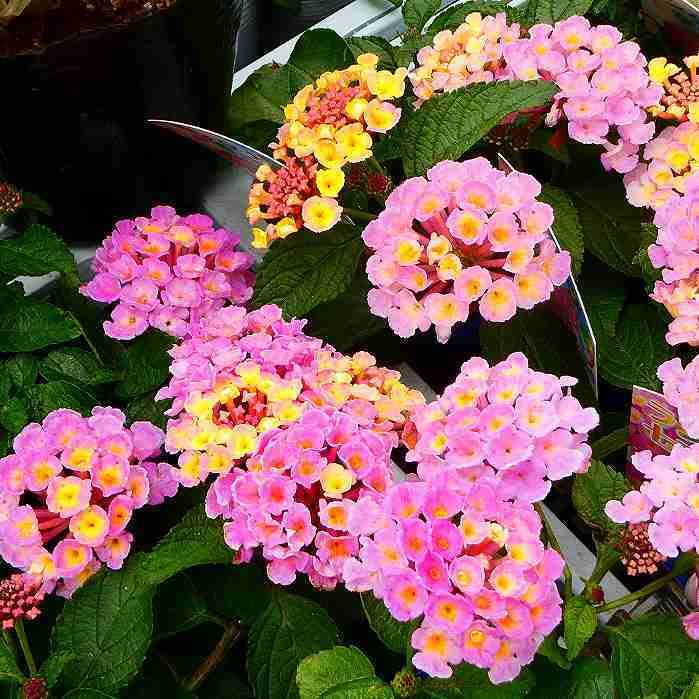 Amazon.co.jp: ランタナ ラベンダーピンク 1ポット 七変化 3.5号