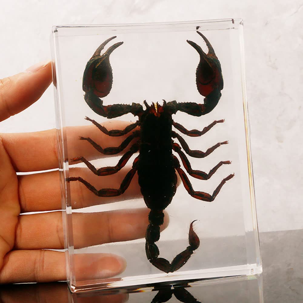 Insetto Reale Asia Black Scorpion Esemplare in Resina, Collezione di Tassidermy Animale per L'educazione della Scienza