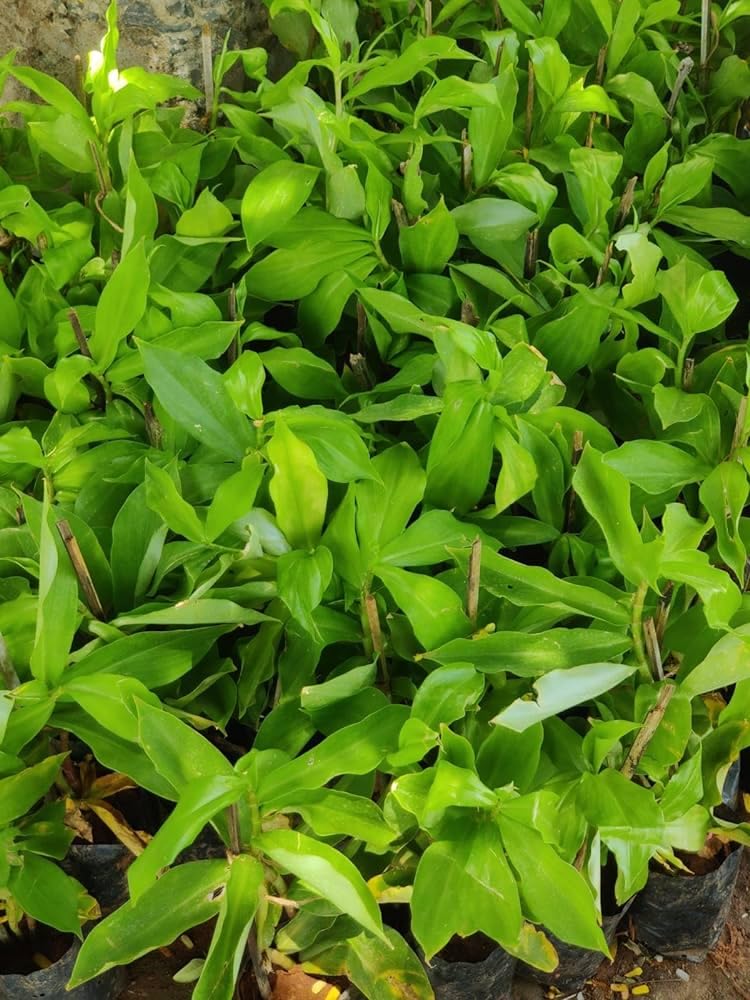 Insulin tree plant sugar and diabetes (Pack of 2 Live plant)