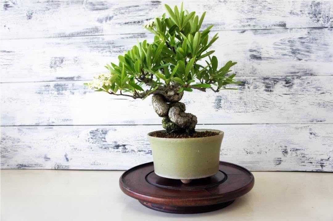 盆栽 『ピラカンサ』 インテリア 観葉植物 ガーデニング 送料無料 b033 盆栽 ピラカンサ インテリア 観葉植物 ガーデニング b033 ピラカンサ