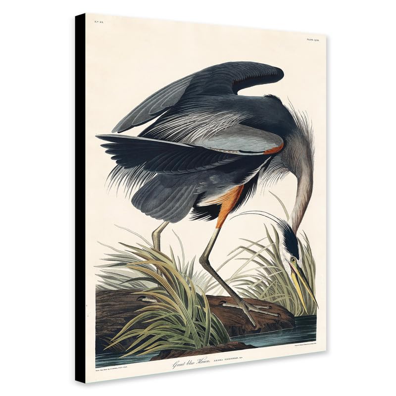 Great blue Heron (1834) by John James Audubon - Wrapped Framed Canvas Wall Art (A0 [46 x 32 inch / 117 x 81 cm])