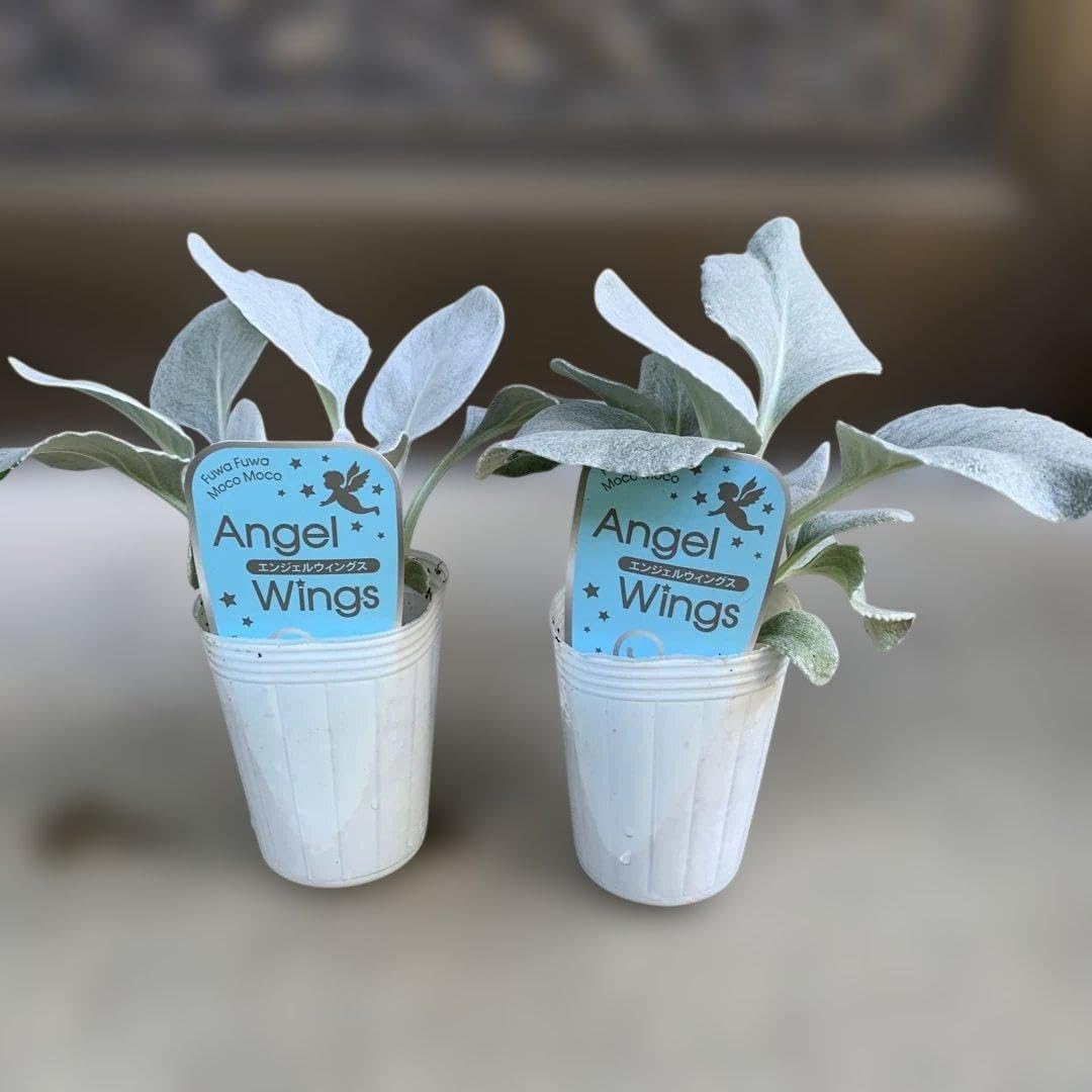 セネシオ エンジェルウィングス 2.5号苗 2コセット