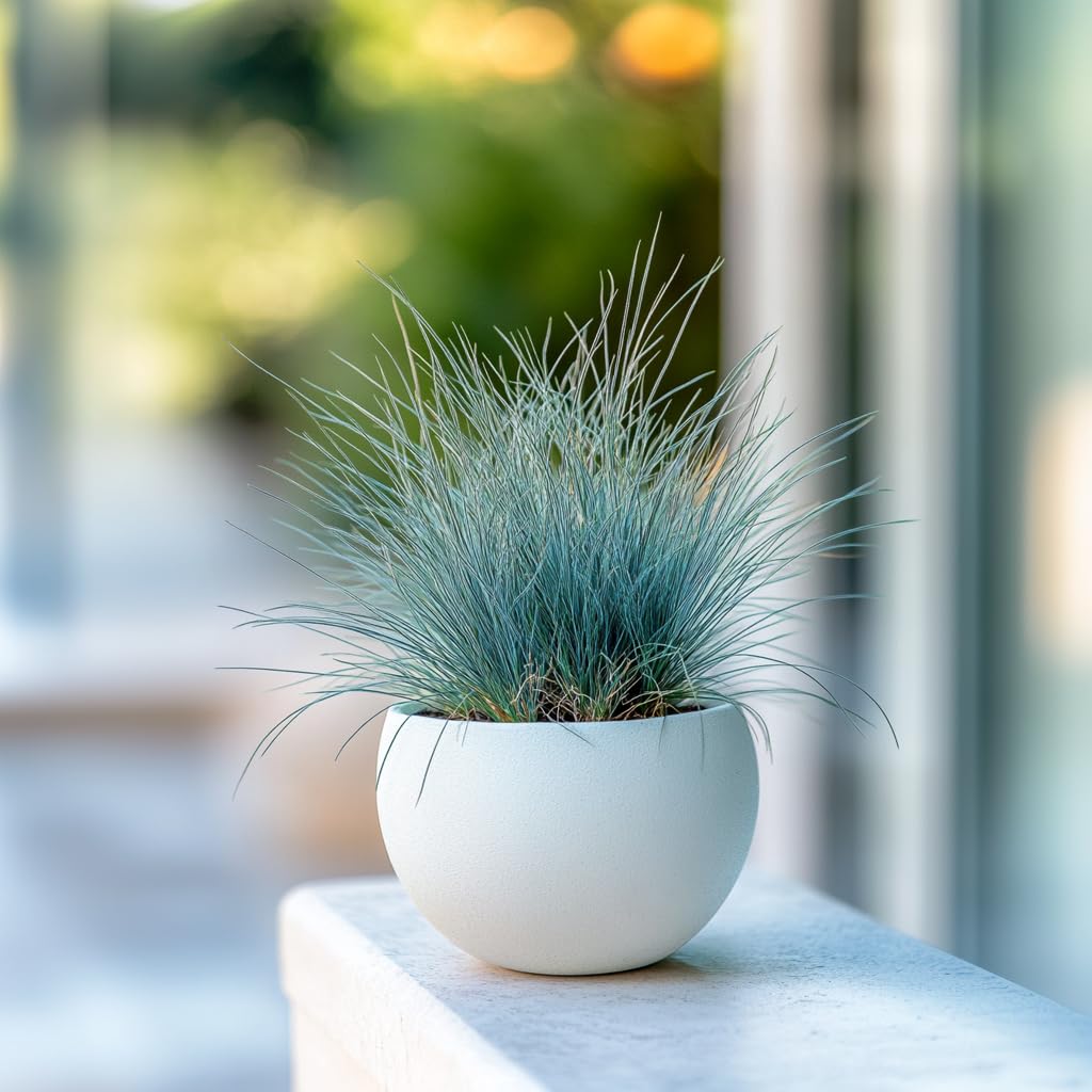 Plant in a Box - Festuca - Set di 9 - Festuca blu - Erba ornamentale - Vaso 9cm - Altezza 10-15cm