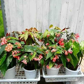 61FzVB6fI2L._AC_UF350, 61FzVB6fI2L._AC_UF350,