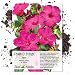 Package of 60 Seeds, Rose Four O' Clock (Mirabilis jalapa) Non-GMO Seeds by Seed Needs