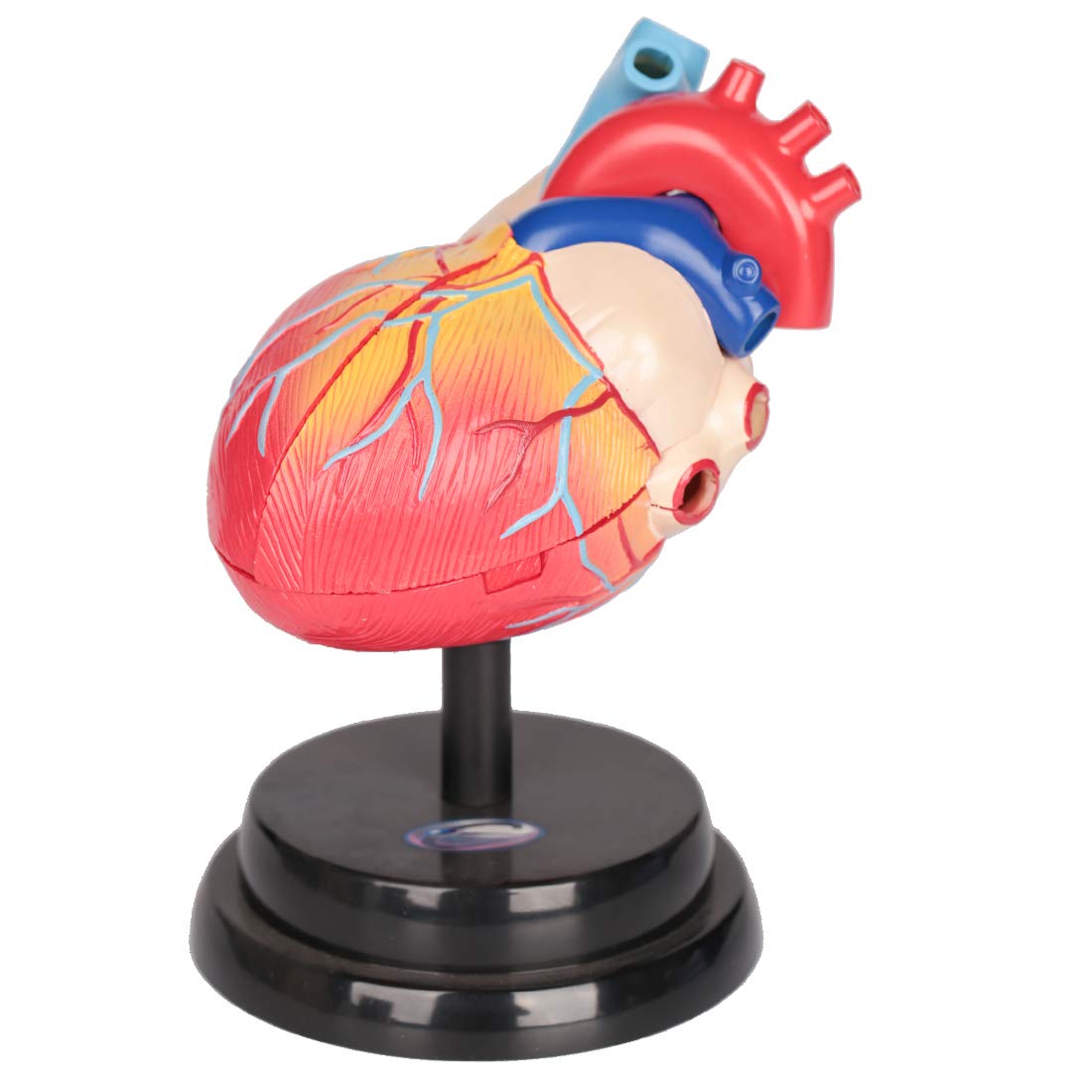Foxom Professional Human Heart Anatomy Model Heart Structure Science Kit Educational Toy for Science Classroom, Cardiology Study