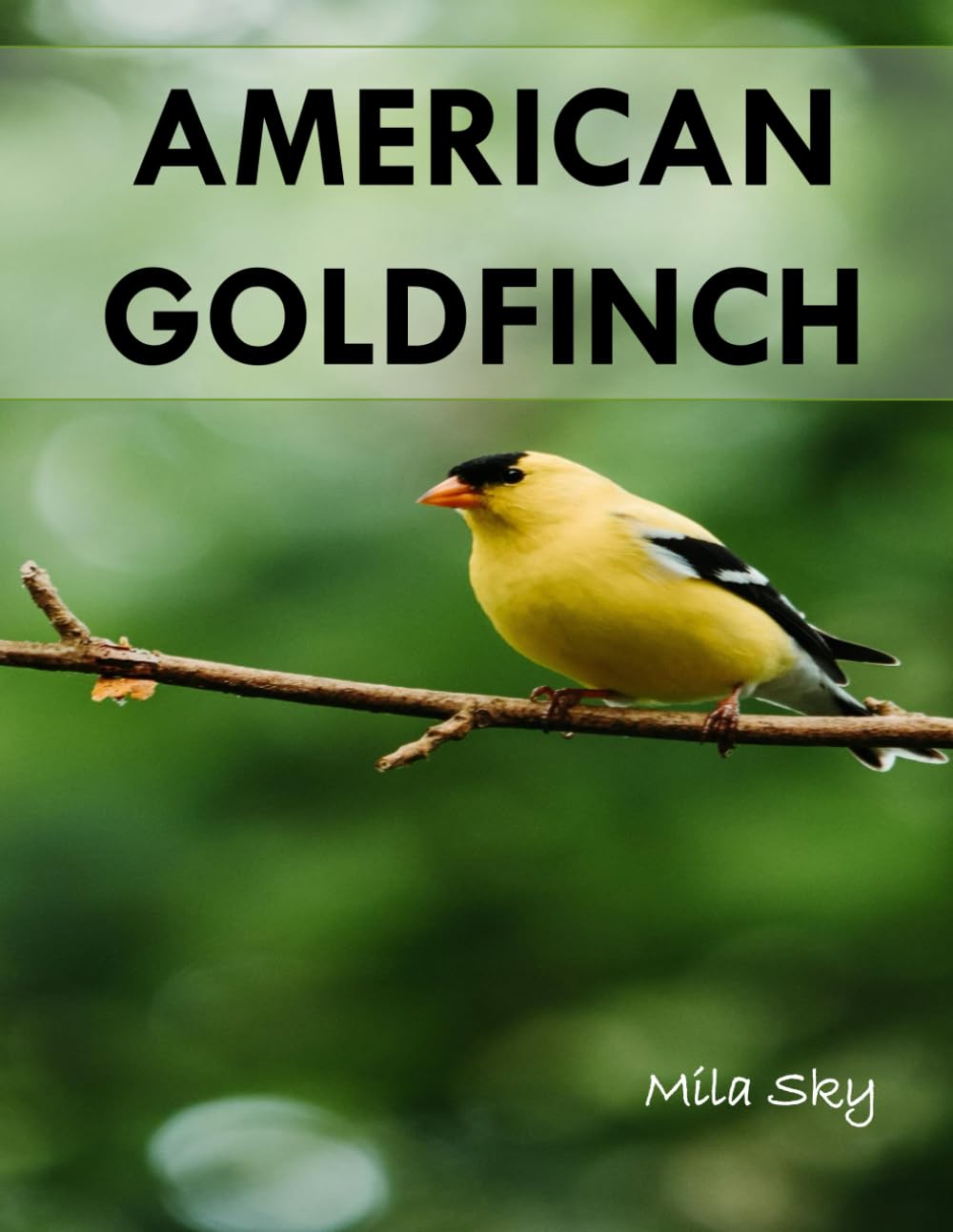 American Goldfinch: A Stunning Visual Collection