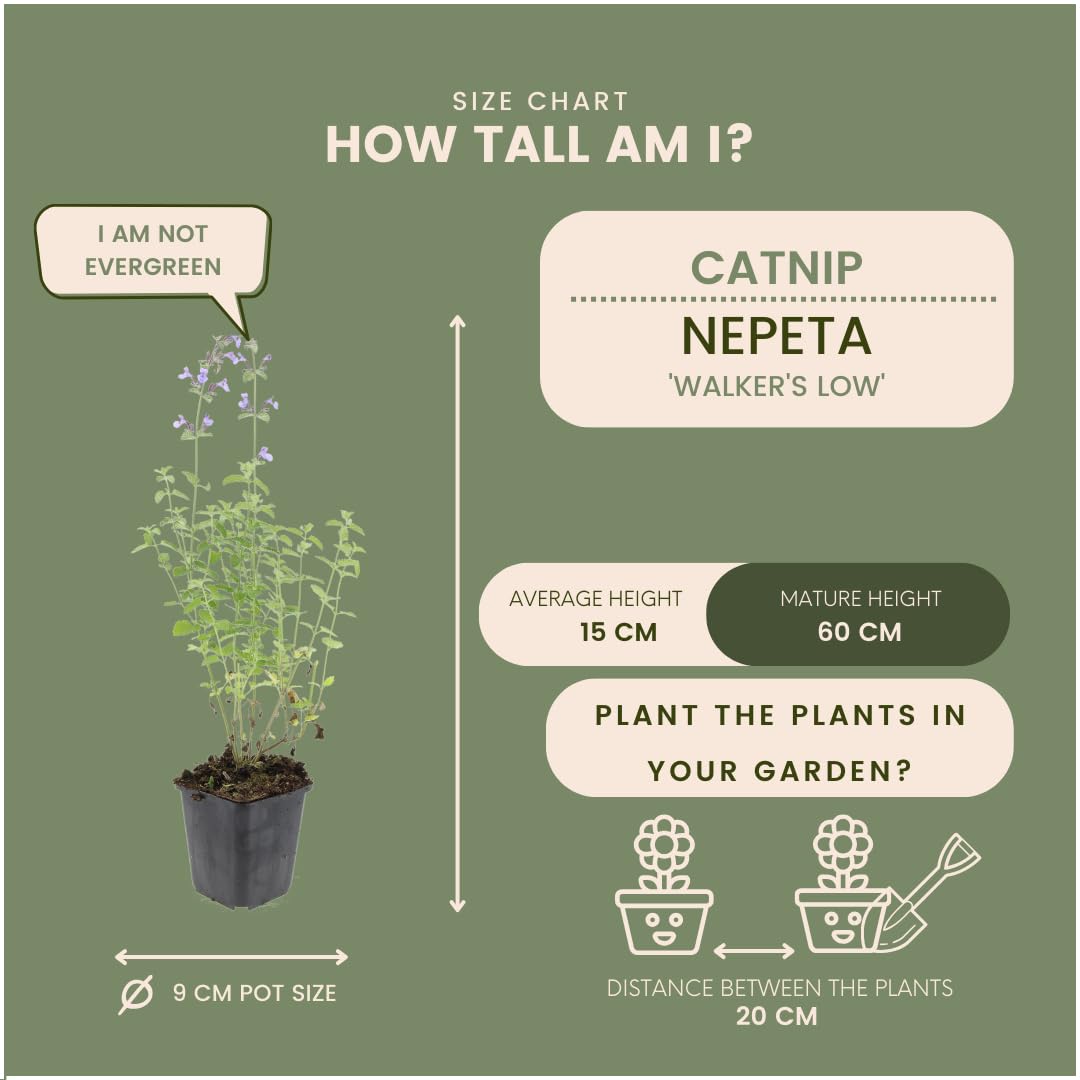 Plants by Frank Nepeta Walker's Low, 48 plantes de cataire, Ø 9 cm