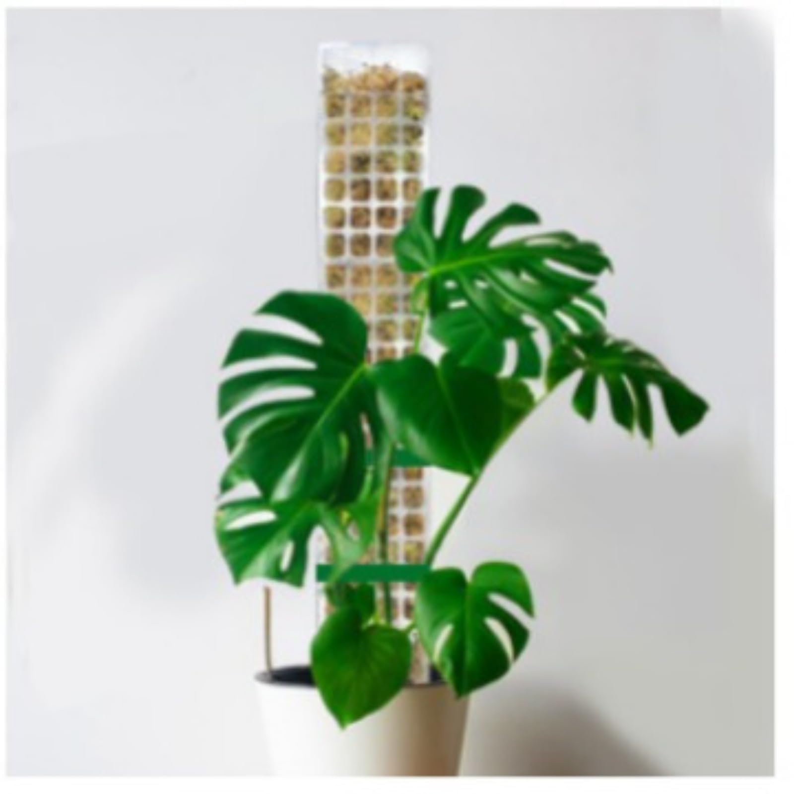 Amazon | モンステラ モスポール, クリアな積み重ね可能な植物