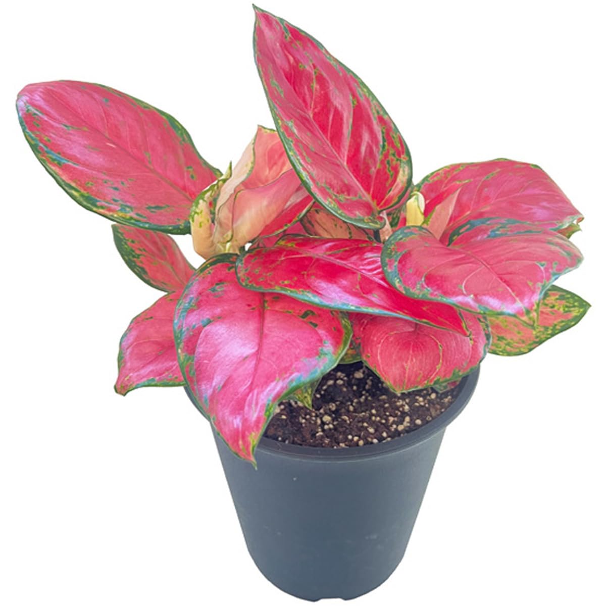 極美斑入り アグラオネマ・ヴィドゥリー 花芽付き 4号ポット 観葉植物 アグラオネマ 4号」の人気商品一覧 | 安い商品を通販