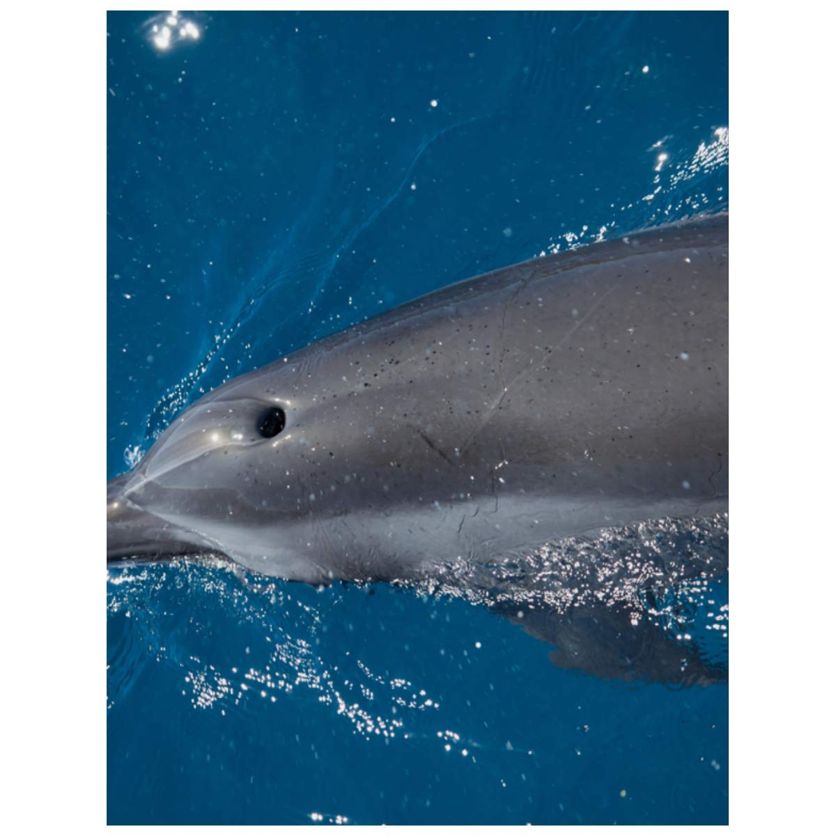 Crafts Graphy Diamond Painting Dolphin Ocean Outgoing Friend DIY Diamond Painting Kit Diamond Painting for Home Paint by Numbers Arts Craft for Home Wall Decor