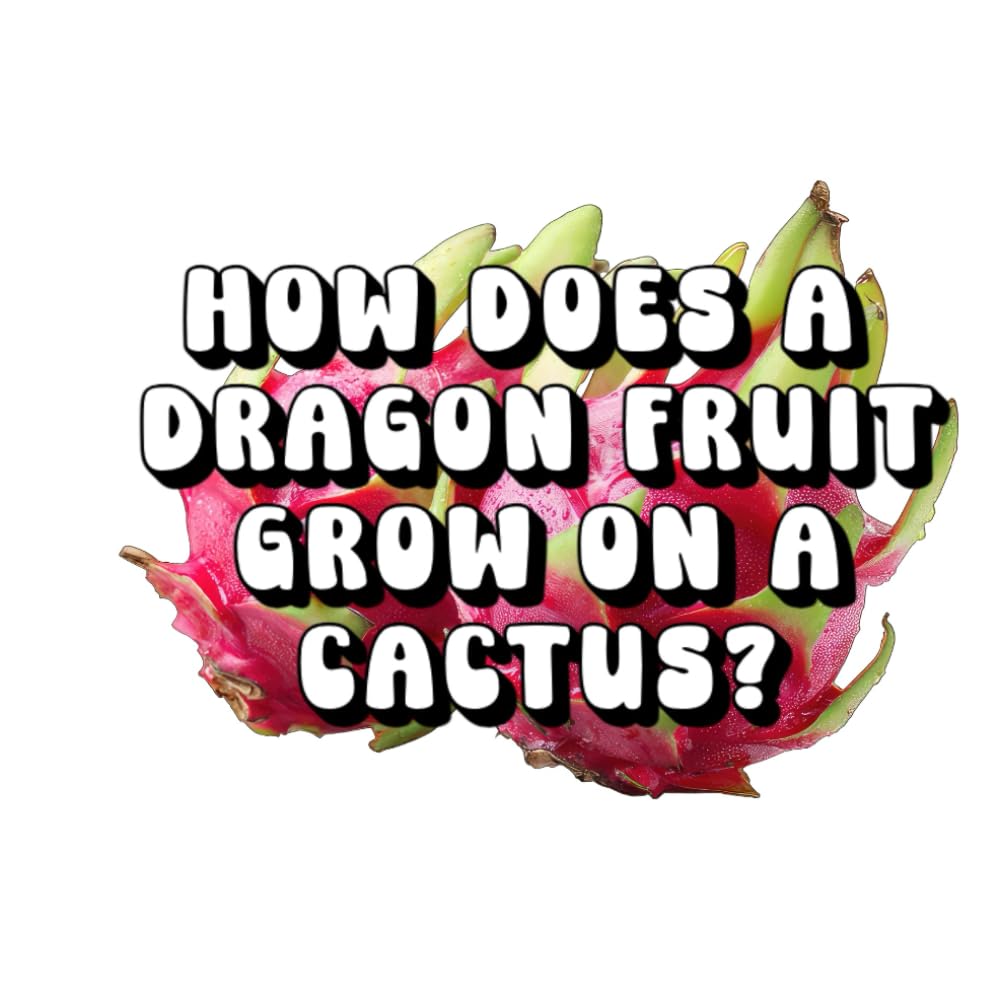 How Does a Dragon Fruit Grow on a Cactus?