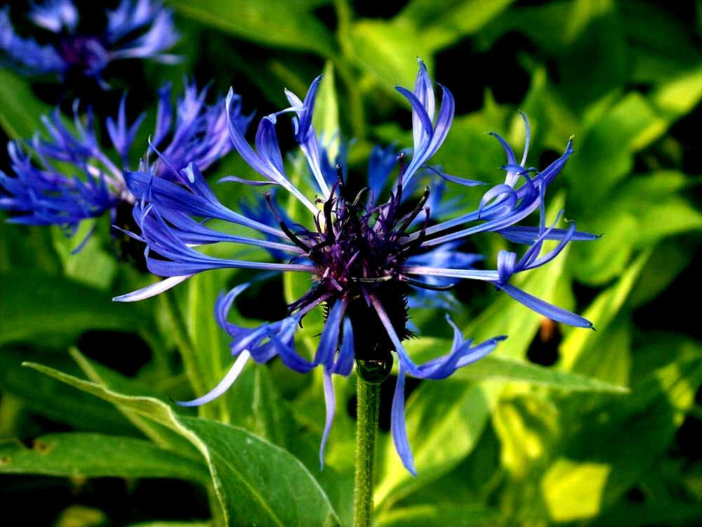 GETSO Seeds Package Not Plants: 3G (~180 Seeds) : 60/360 Seeds Cornflower Knap s /