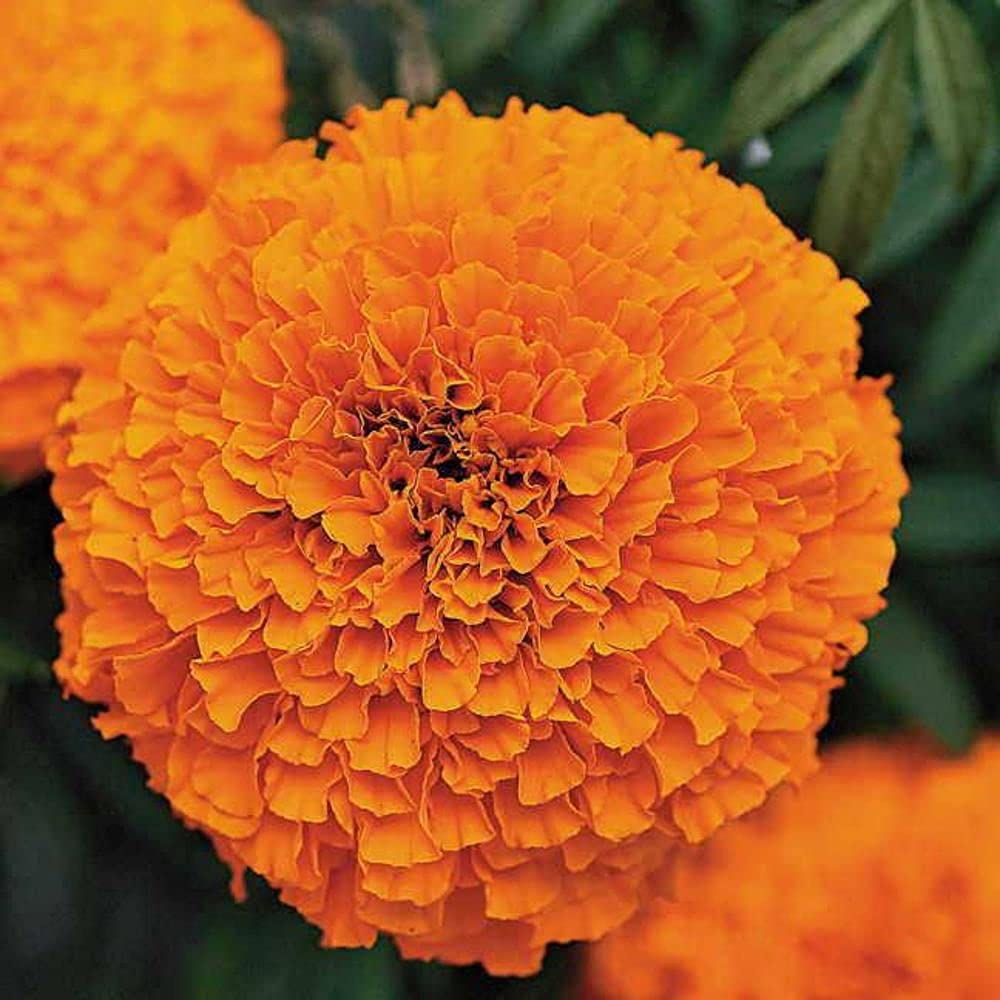 Marigold Inca Orange 1000 Seeds Packet For Gardening F1 Hybrid Seeds (B09BV3WWPZ) Amazon Price History, Amazon Price Tracker