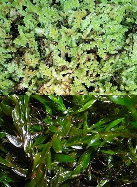 handgroße Portion Quellmoos + 150g Feenmoos EIN Muss für den