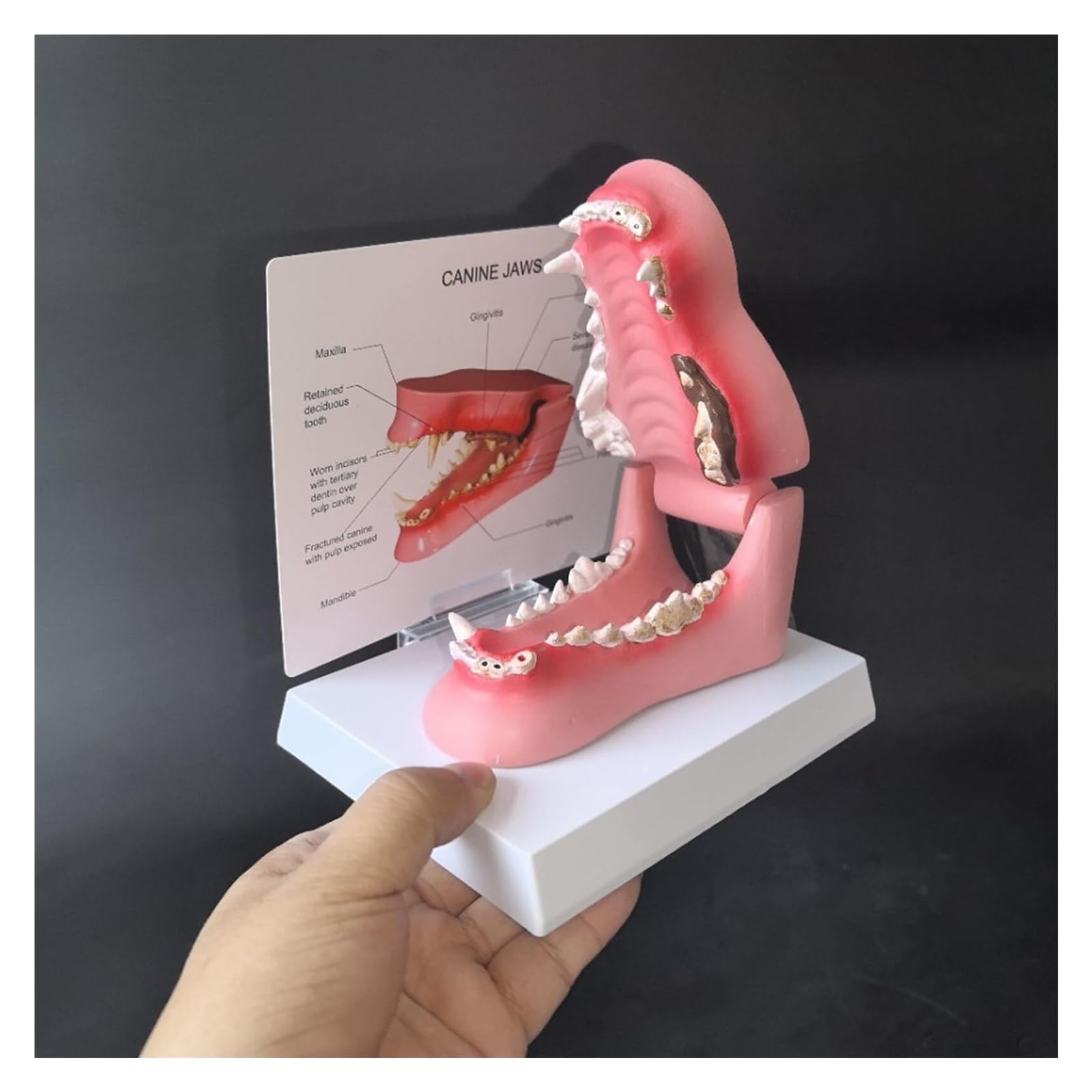 Modelo de dientes de perro enfermo, muestra dientes sanos y dañados, para el estudio de anatomía oral animal, para enseñanza veterinaria, demostración de clínica de mascotas