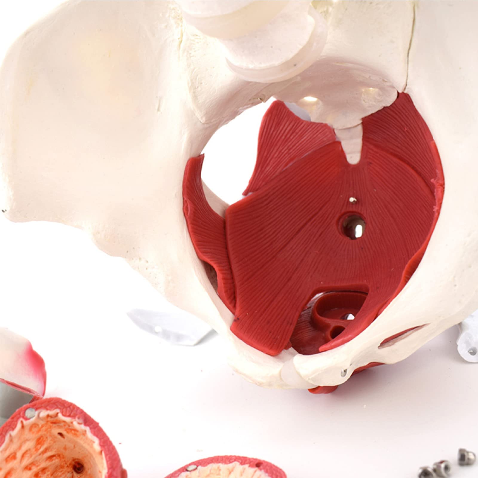 Anatomiemodelle, Abnehmbare Organe, weibliches Beckenmuskel-Anatomiemodell