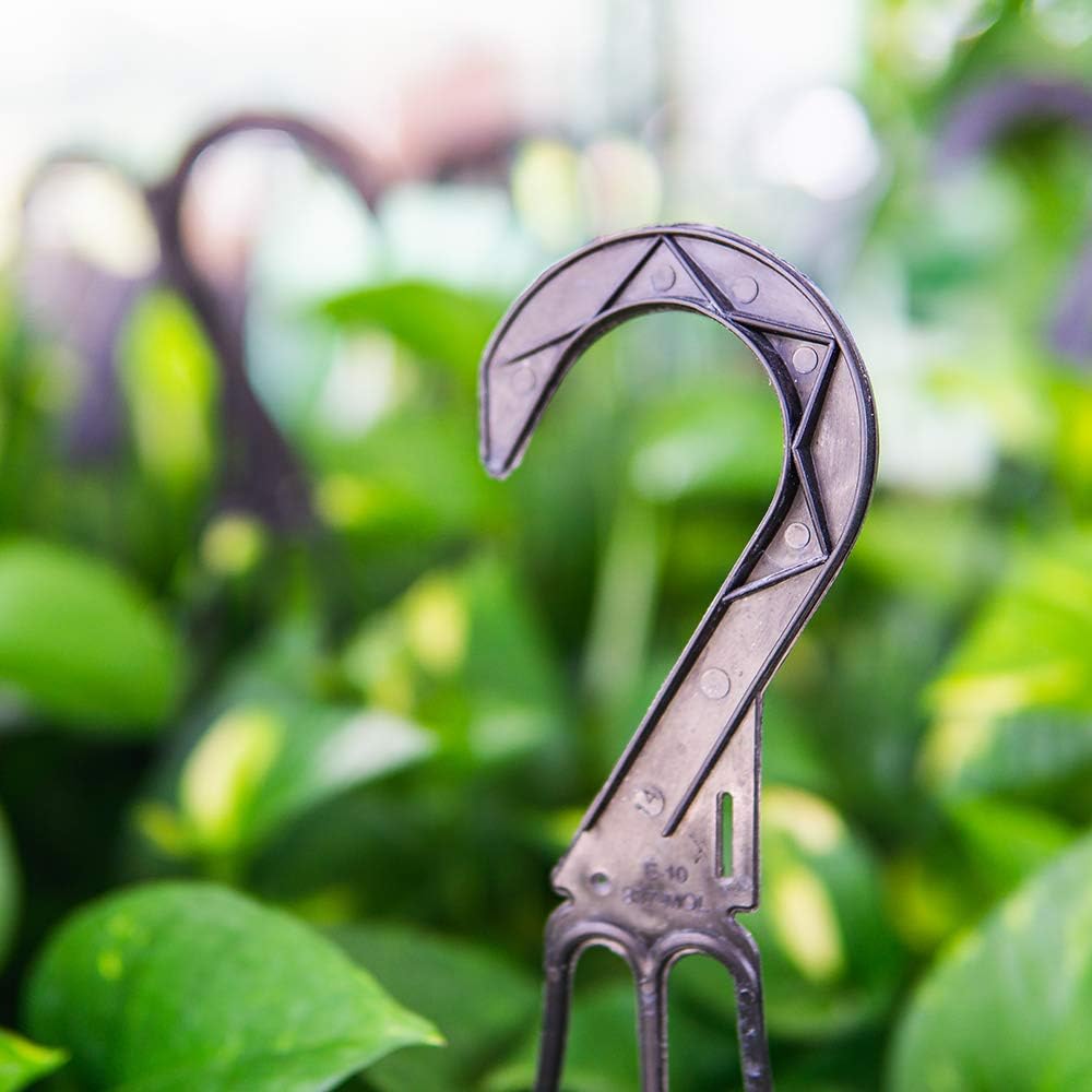 Golden Pothos in 8in Hanging Basket | Extremely Easy to Care for | Perfect for Any Indoor Space