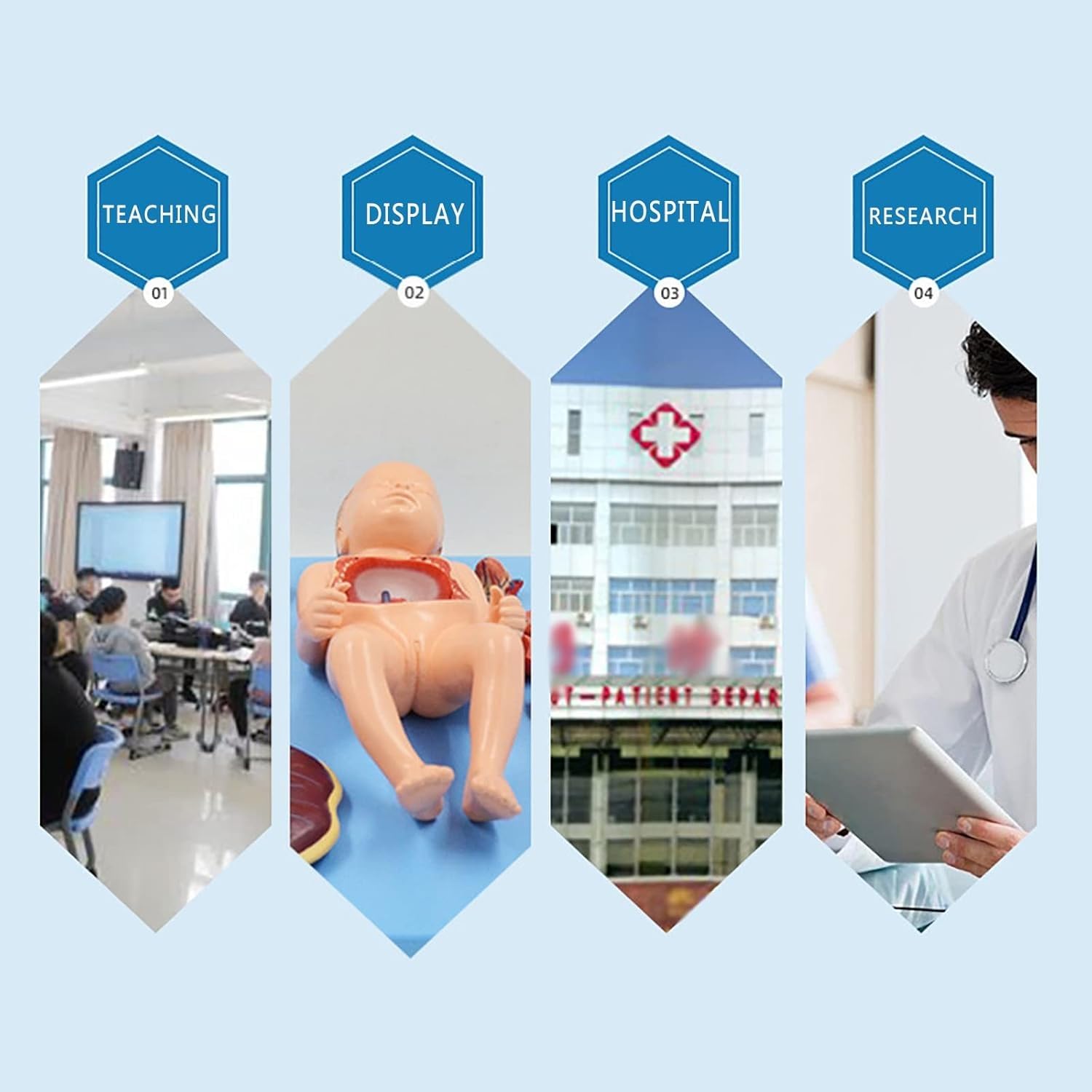 Model anatomii płodu, model anatomii trzewi noworodka, wyjmowane organy dziecka i łożysko, do nauki anatomii i fizjologii człowieka.