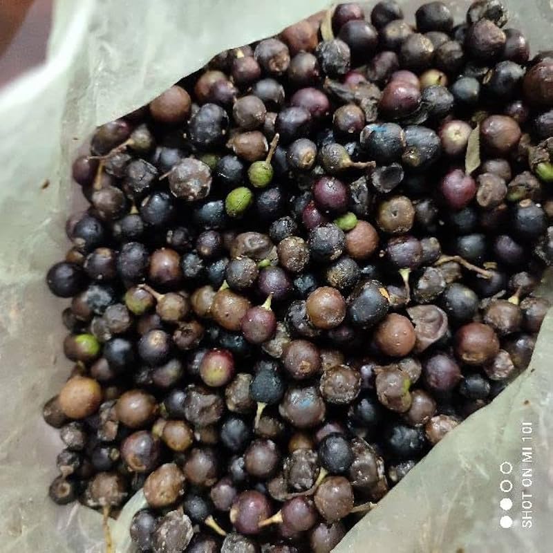 See full amazon price history chart for kari leaves seeds for plant Pack Of 11 kari leaves seeds for plant Pack Of 11 (B0CPGC828L) Amazon Price History, Amazon Price Tracker