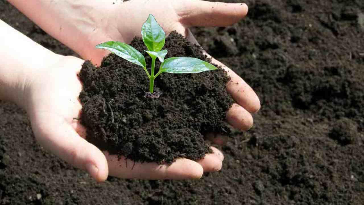 COMPOST Terriccio Prato erboso HUMUS, CERTIFICATO ai sensi del D.Lgs 75/2010 PRATO MANTO ERBOSO GIARDINO (1000 LITRI)