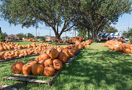 Yeele 10x8ft Rural Farm Background for Photography Autumn Pumpkin Harvest Photo Backdrop Thanksgiving Party Decor Girl Kid Boy Infant Children Portrait Shoot Studio Props Wallpaper