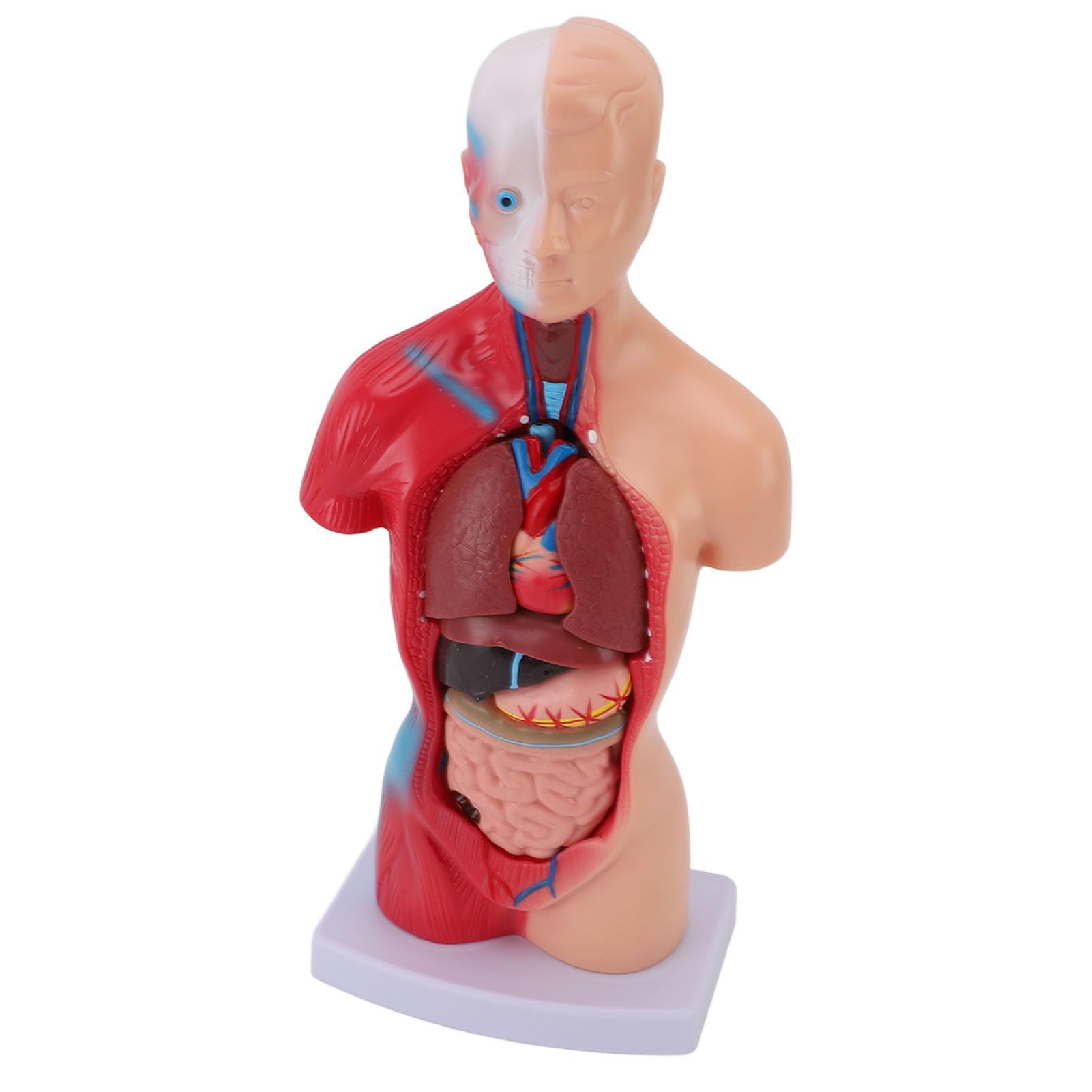 Yosoo Health Gear Modello Anatomia Umana, 15 Pezzi Organi Staccabili 28cm