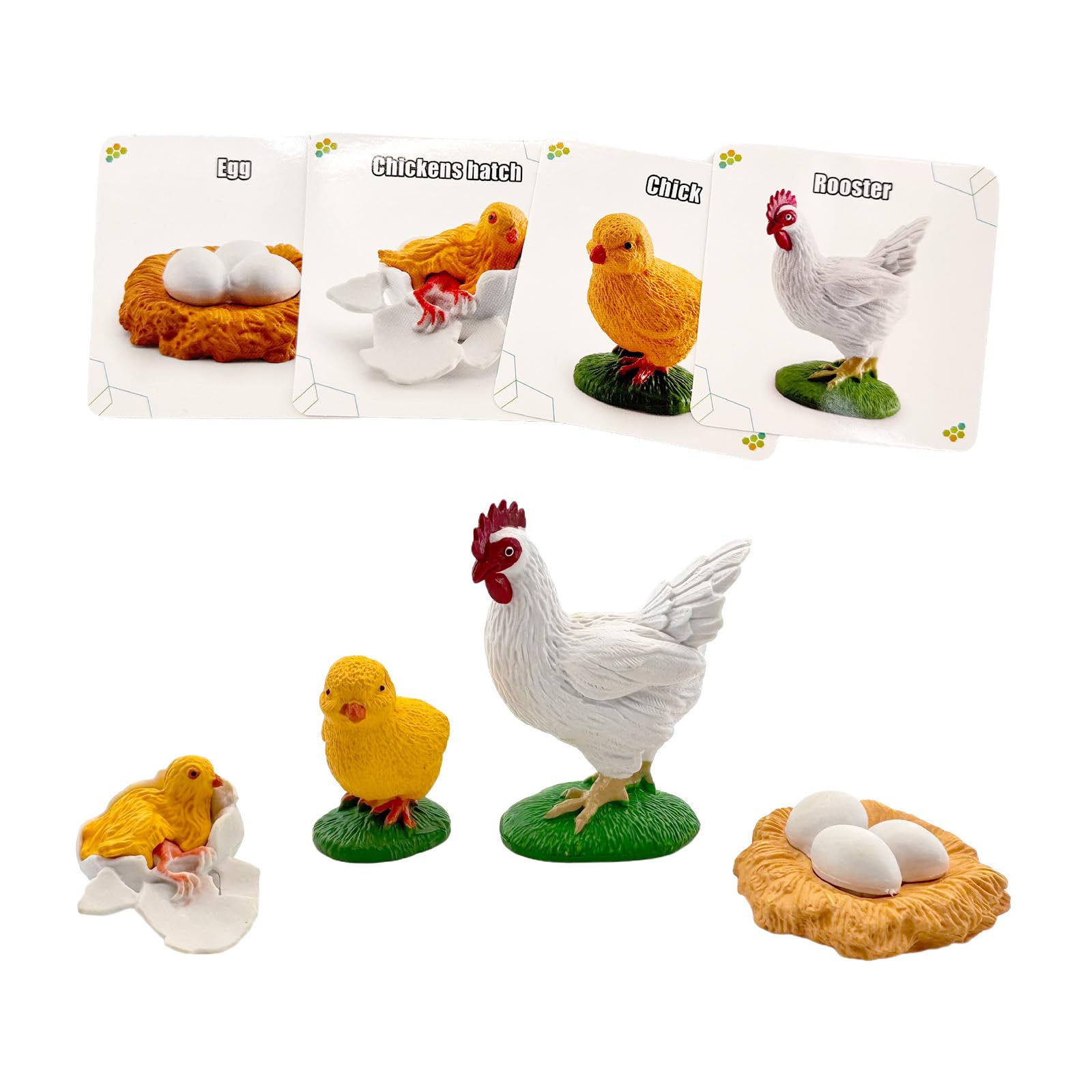 Montessori Life Cycle Animal Figures with Flash Cards, Lifelike Animal Growth Cycle Biological Model Set (Rooster)