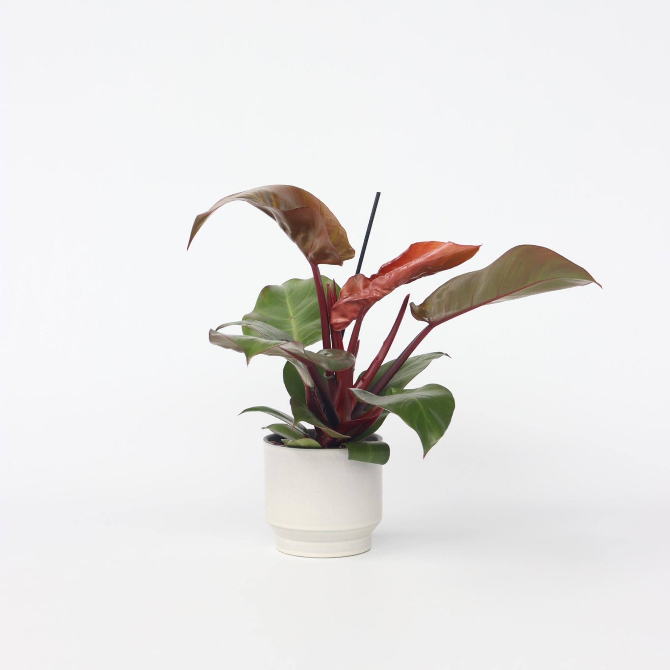 Plant in a Box - Philodendron 'Sonnenlicht' - Tropischen Zimmerpflanze -  Wunderschne rote bltter - Topf 12cm - Hhe 20-30cm : Amazon.de: Garten