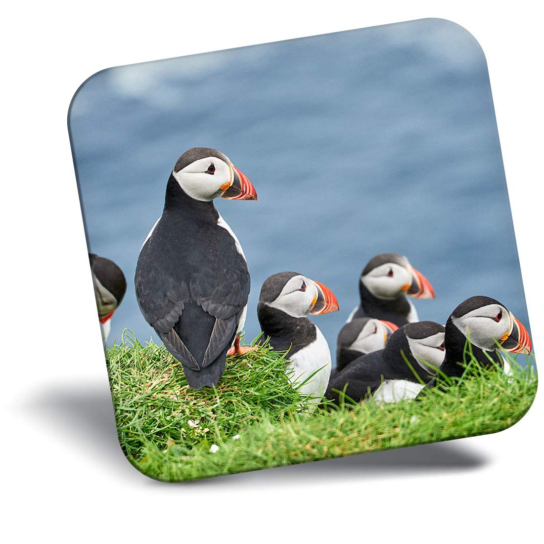 Destination Vinyl Ltd Multicolor Fridge Magnet - Puffins On Mykines Farow Islands 16953