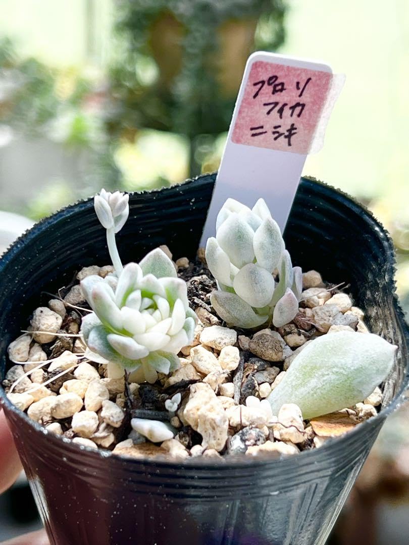 Amazon.co.jp: プロリフィカ錦＊レア品種＊多肉植物＊抜き苗 : ホビー