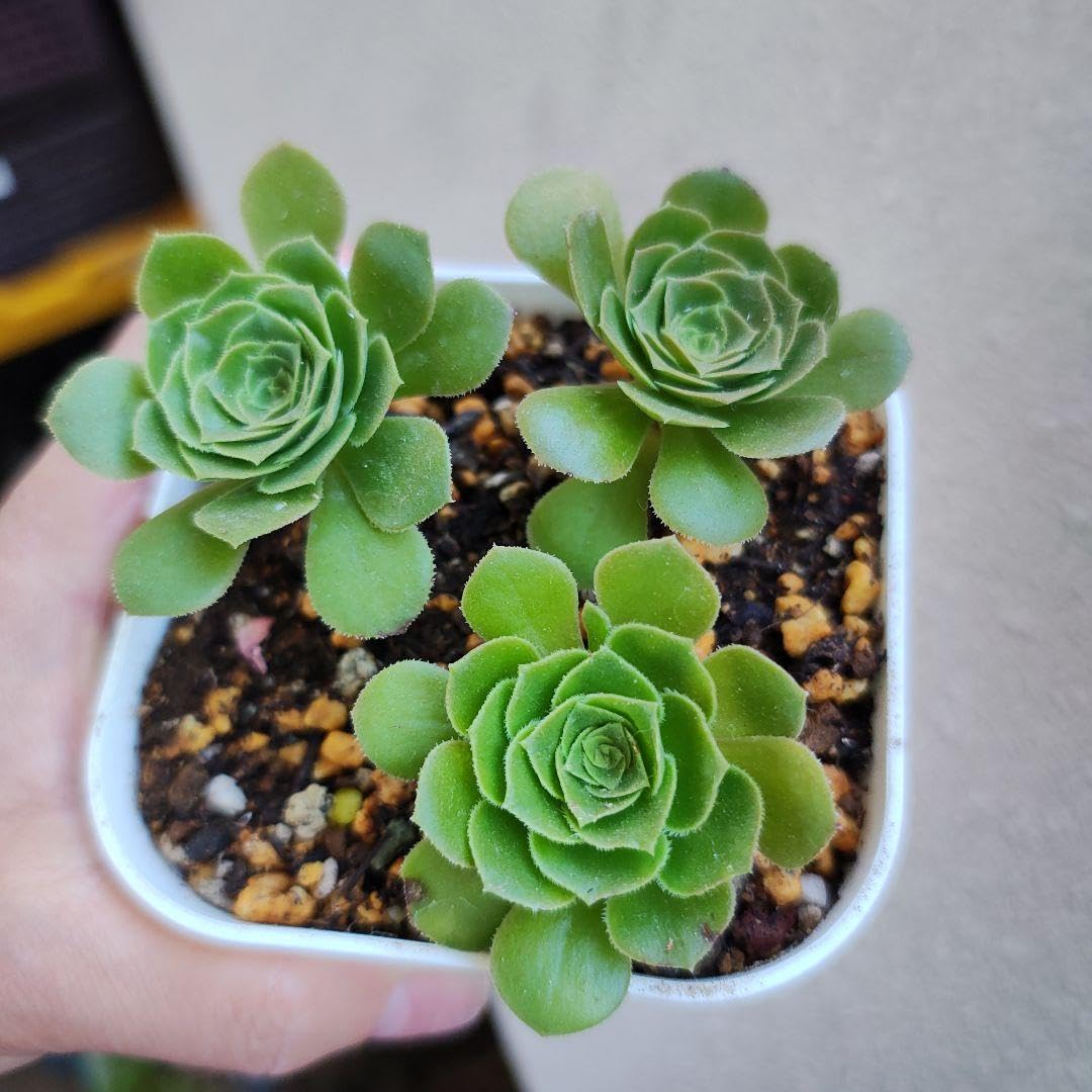 18#植物アエオニウム❤️カシミアバイオレット糸引き錦❤️1大頭7小頭18cm拔き苗 Amazon｜アエオニウム 緑カシミヤバイオレット 全部抜き 多肉植物