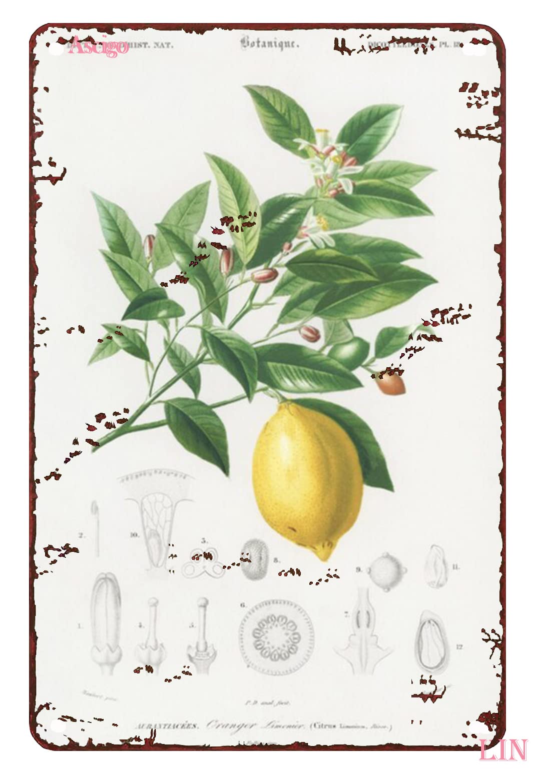 Yunking Style-676 Lemon Decorations For Kitchen Lemon Vintage Wall Art Kitchen Botanical Wall Art Lemon Botanical Metal Sign Vintage Home Decor Rustic Tin Signs Wall Art Metal Poster For Kitchen Home 12X8 Inch