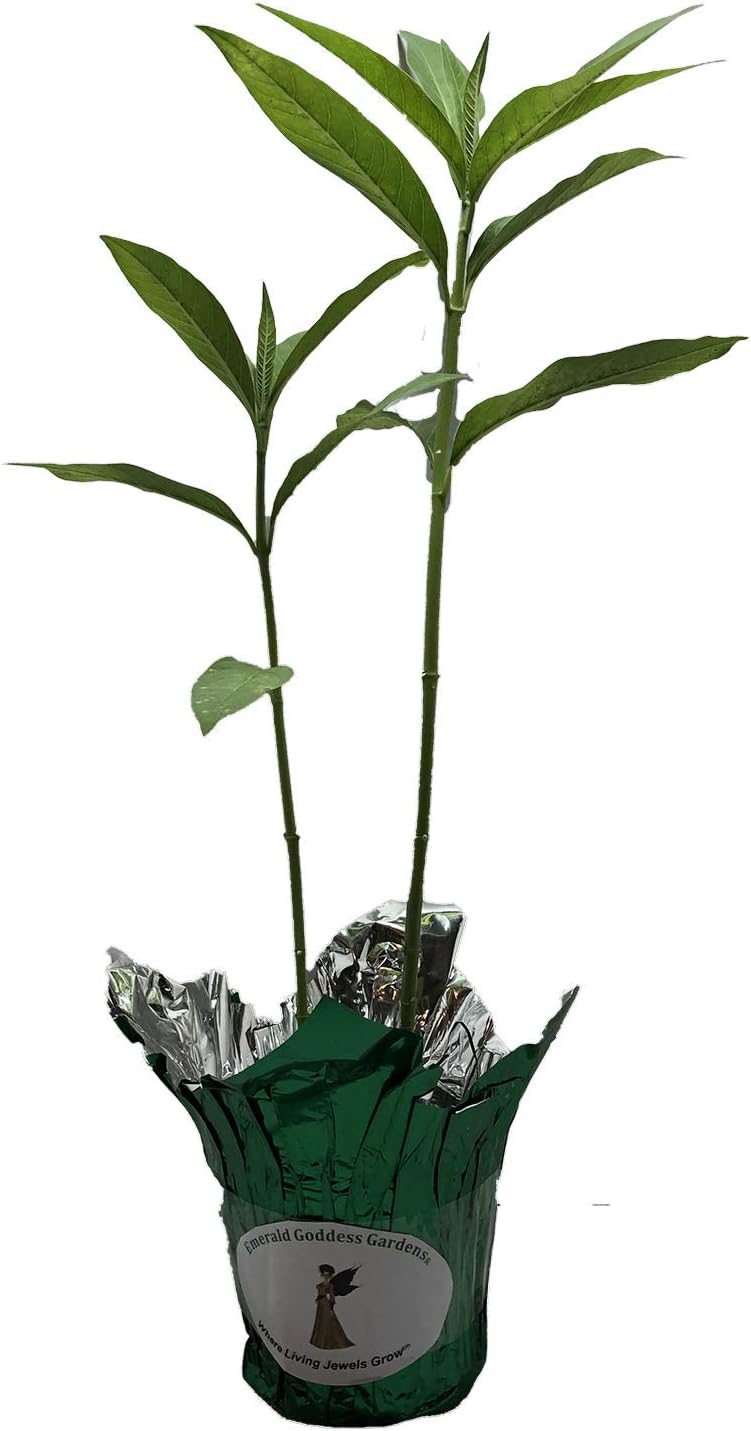 Milkweed Yellow- Asclepias curassavic-Live Tropical Plant- Butterfly Garden Host Plant - Emerald Goddess Gardens - Starter Sz 4 Inch Pot