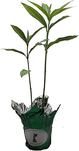 Miniatura 4 de Milkweed Yellow Semi Tropical Planta viva Perenne Mariposa Jardín Anfitrión Asclepias Starter Size 4 Inch Pot Emerald TM