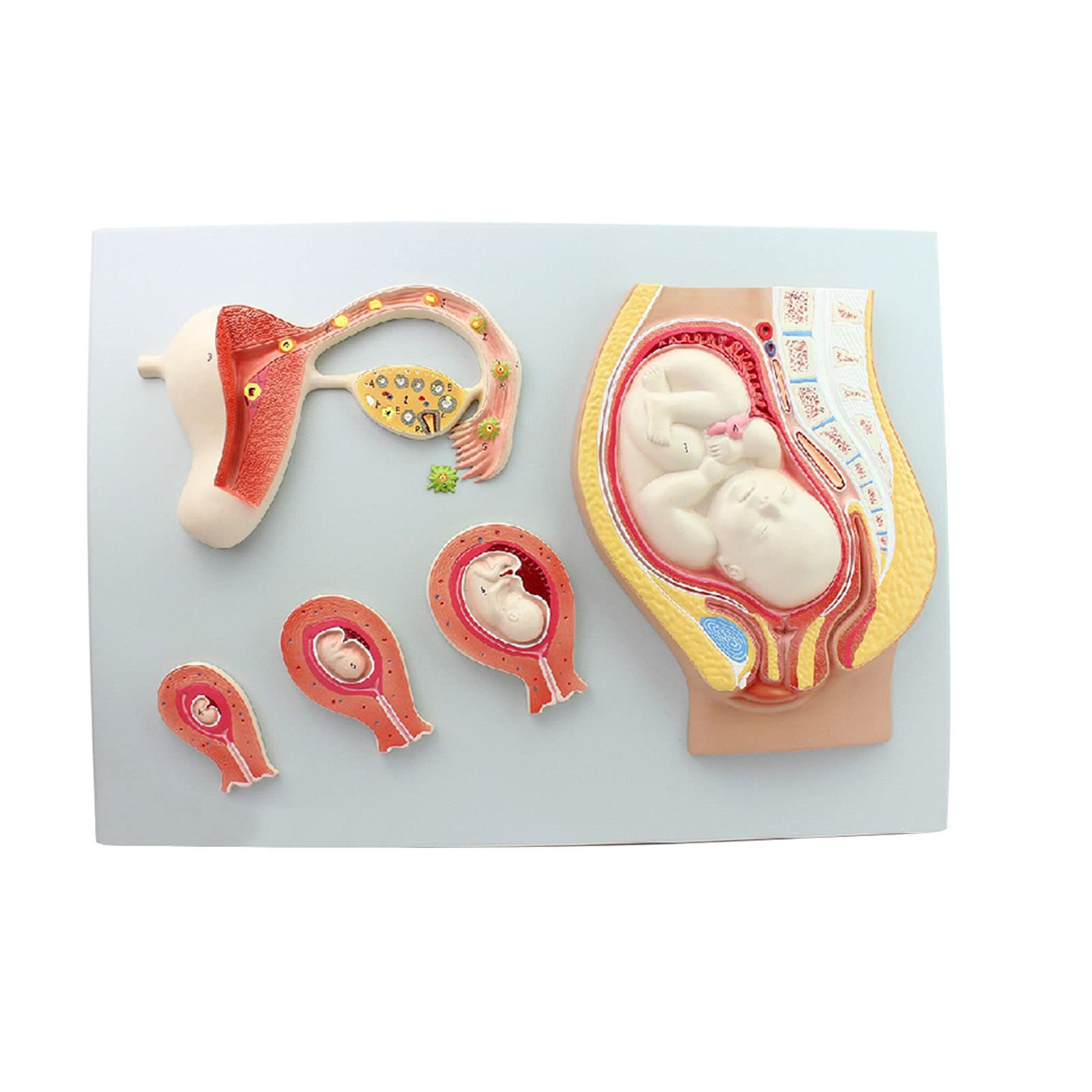 GTHTUHFD Model Educational Model Anatomy Model Of Pregnancy Pelvis Human Women Pregnant Pelvis Resources Section Model Human