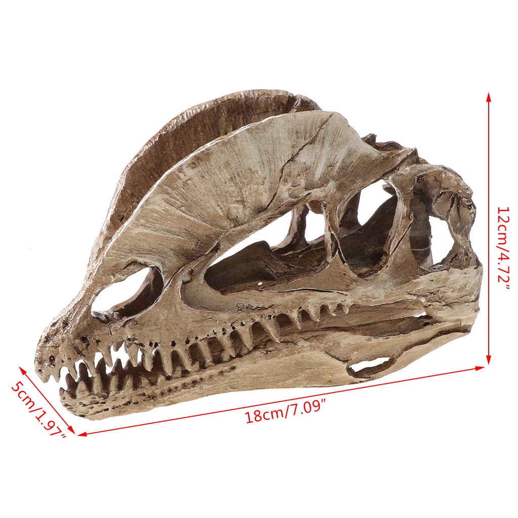 Teschio dinosauro Dilofosauro in resina artigianale