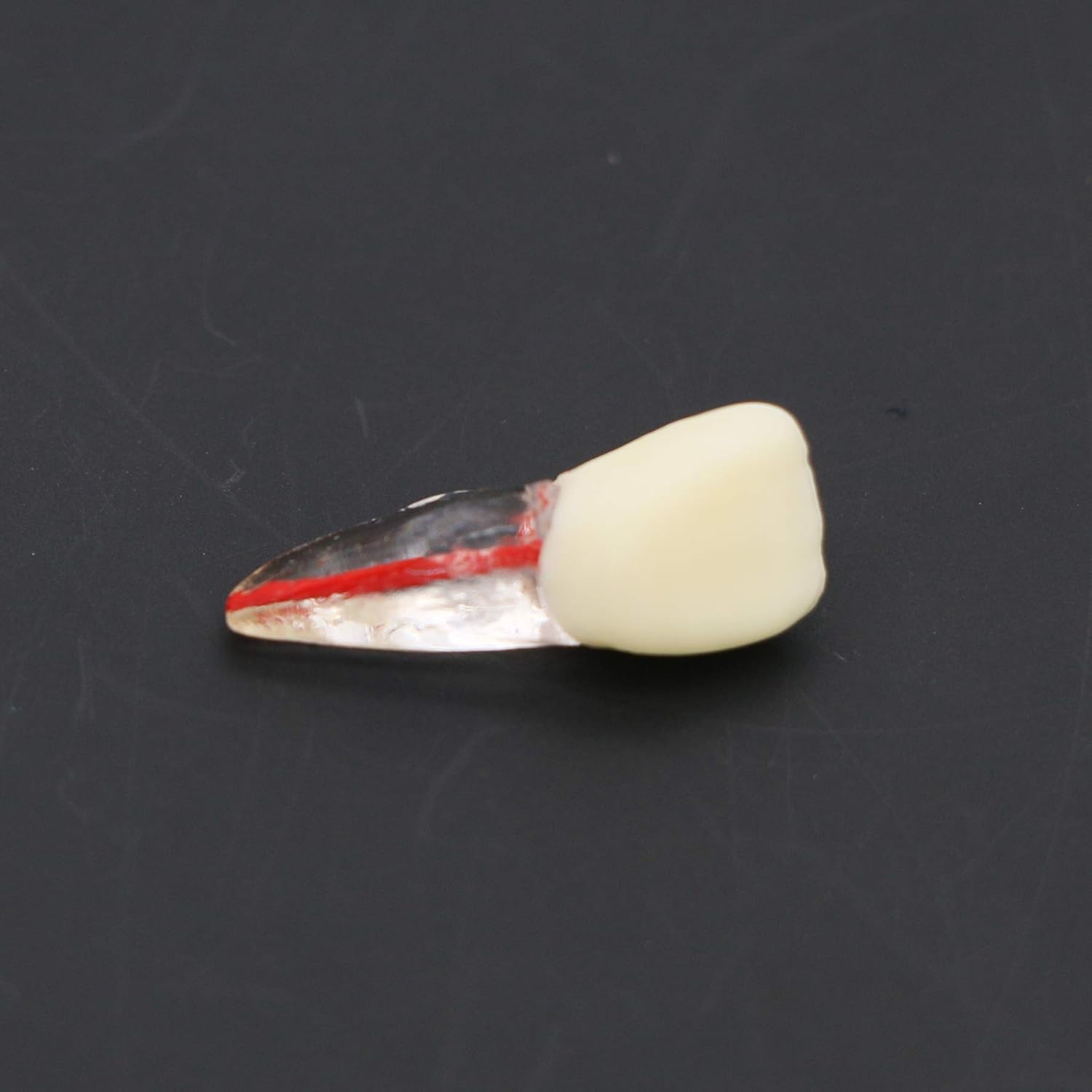 10Pcs Teeth Root Canal Model Endodontic File RCT Practice Pulp for Teaching Study M807 11#
