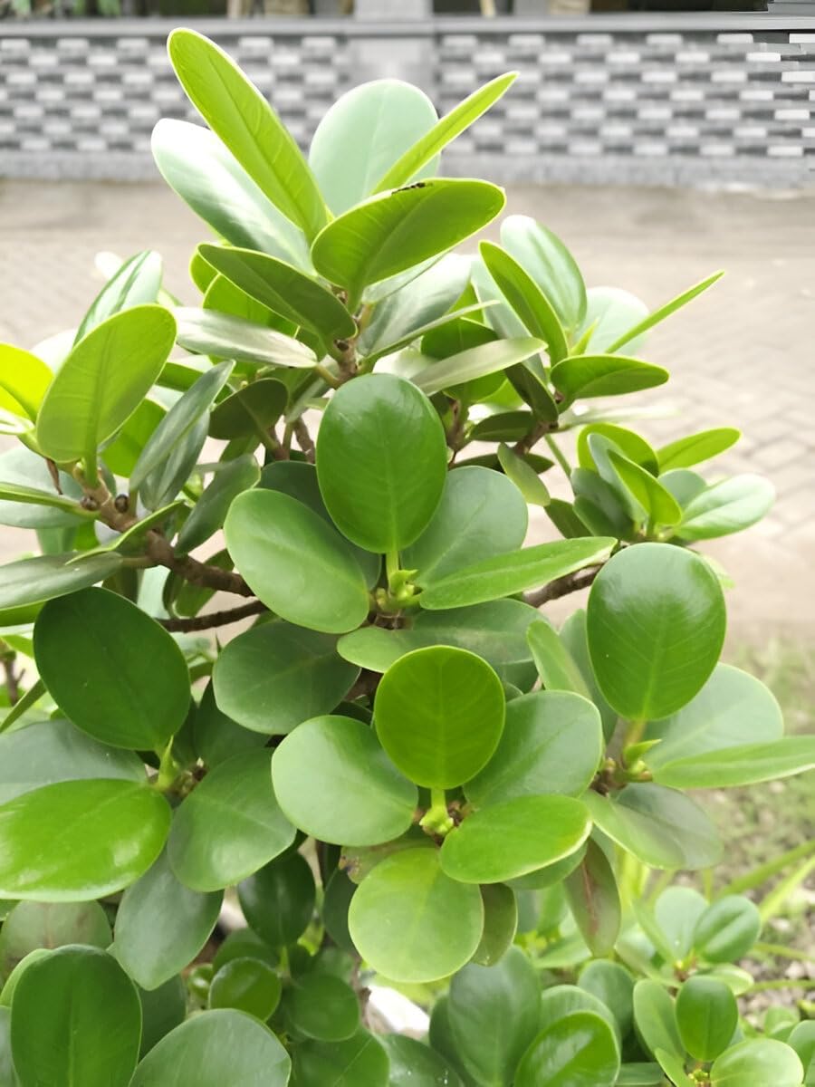 Ficus Microcarpa Chinese Banyan – Beautiful Live Bonsai Plant in Grow Bag, No Pot-image-27