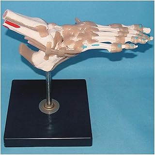 Study Model Medical Anatomical Human Foot Model - Educational Model Foot Skeleton Model with Ligaments - Life Size Foot and Ankle Model for Study Teaching Display Medical Model (Color : A) SaiFei