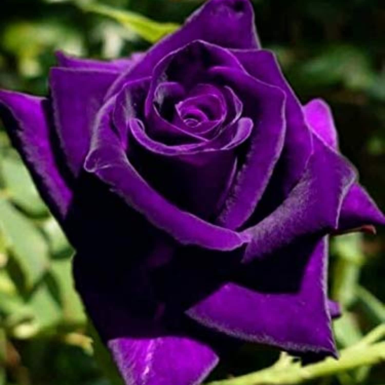 Buy 20 Dark Purple Rose Bush For Ing Rose Bush Flowers To Grow Online 