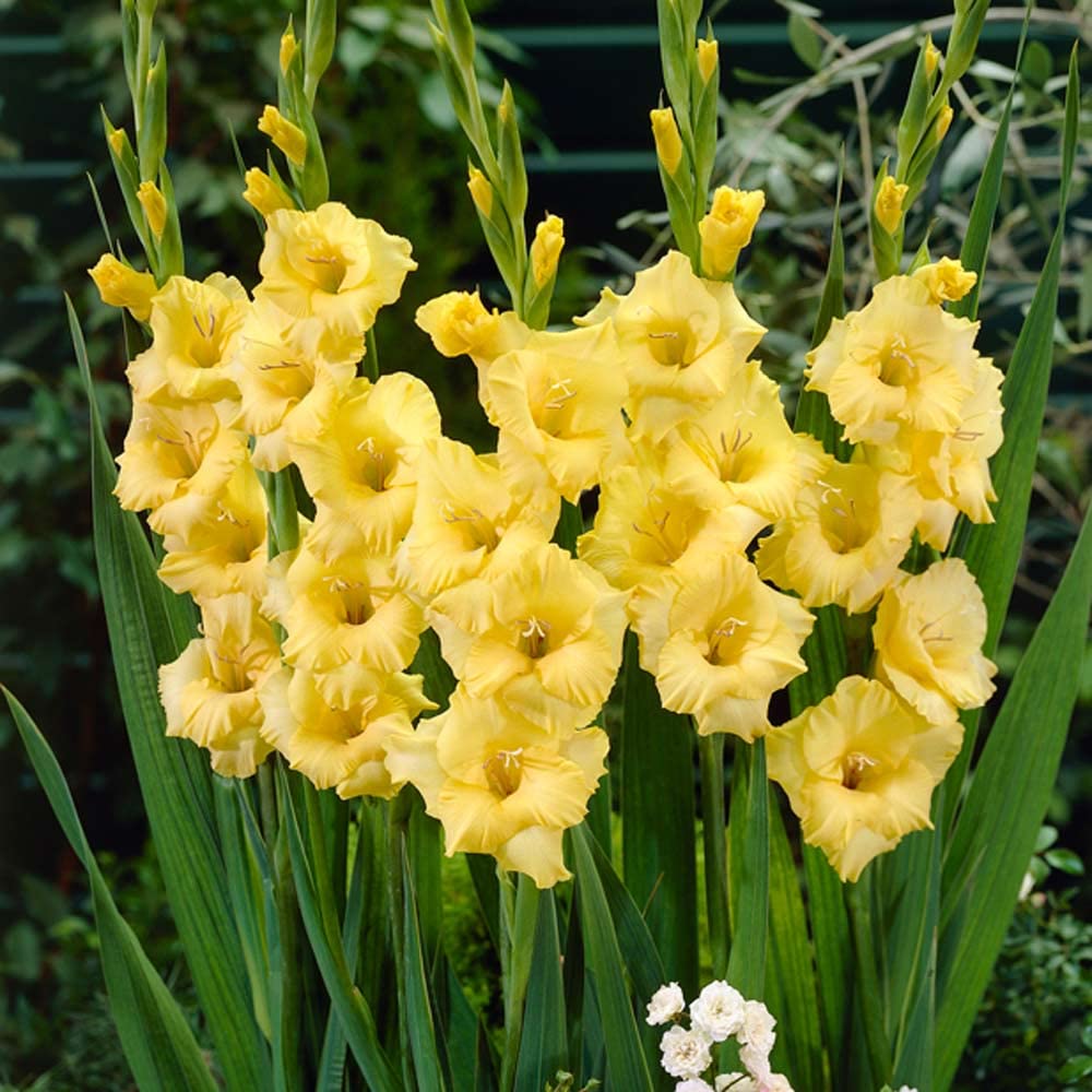 Plantogallery Gladiolus Flower Bulbs For Home Garden - Pack Of 3 Bulbs (Yellow) (B0CG34B6WH) Amazon Price History, Amazon Price Tracker