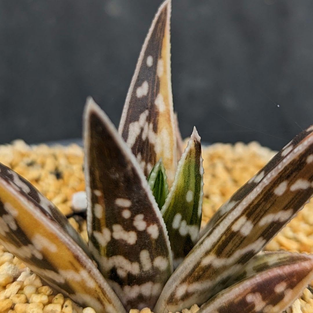 超絶希少！多肉植物シリーズ・アロエ属・千代田の光inわけけのお店 Amazon.co.jp: 超絶！多肉植物シリーズアロエ属千代田の光inわけけのお