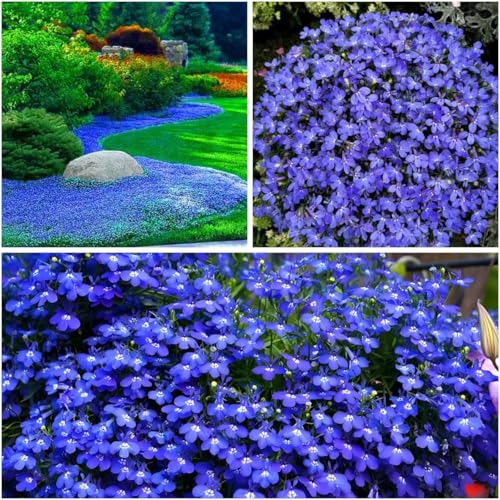 Semi Di Aubrieta Crescione strisciante, Seme Aubretia fiori Perenni per Giardino Roccioso, colore blu, Resistenti al Freddo, 500 Semi, Aubrieta seeds