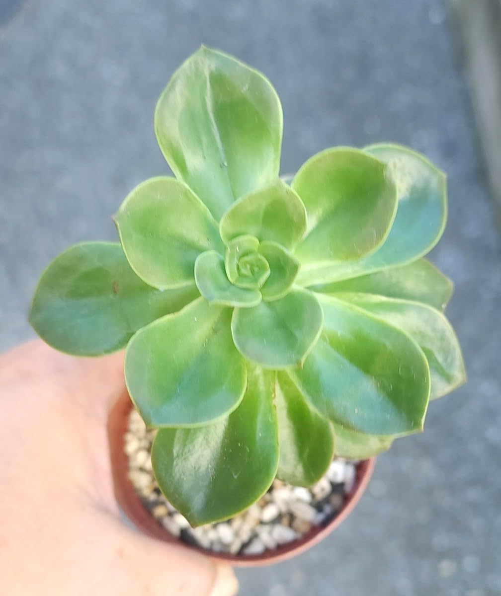 Amazon.co.jp: セール！！！エケベリア メラコ 多肉植物 苗 : おもちゃ