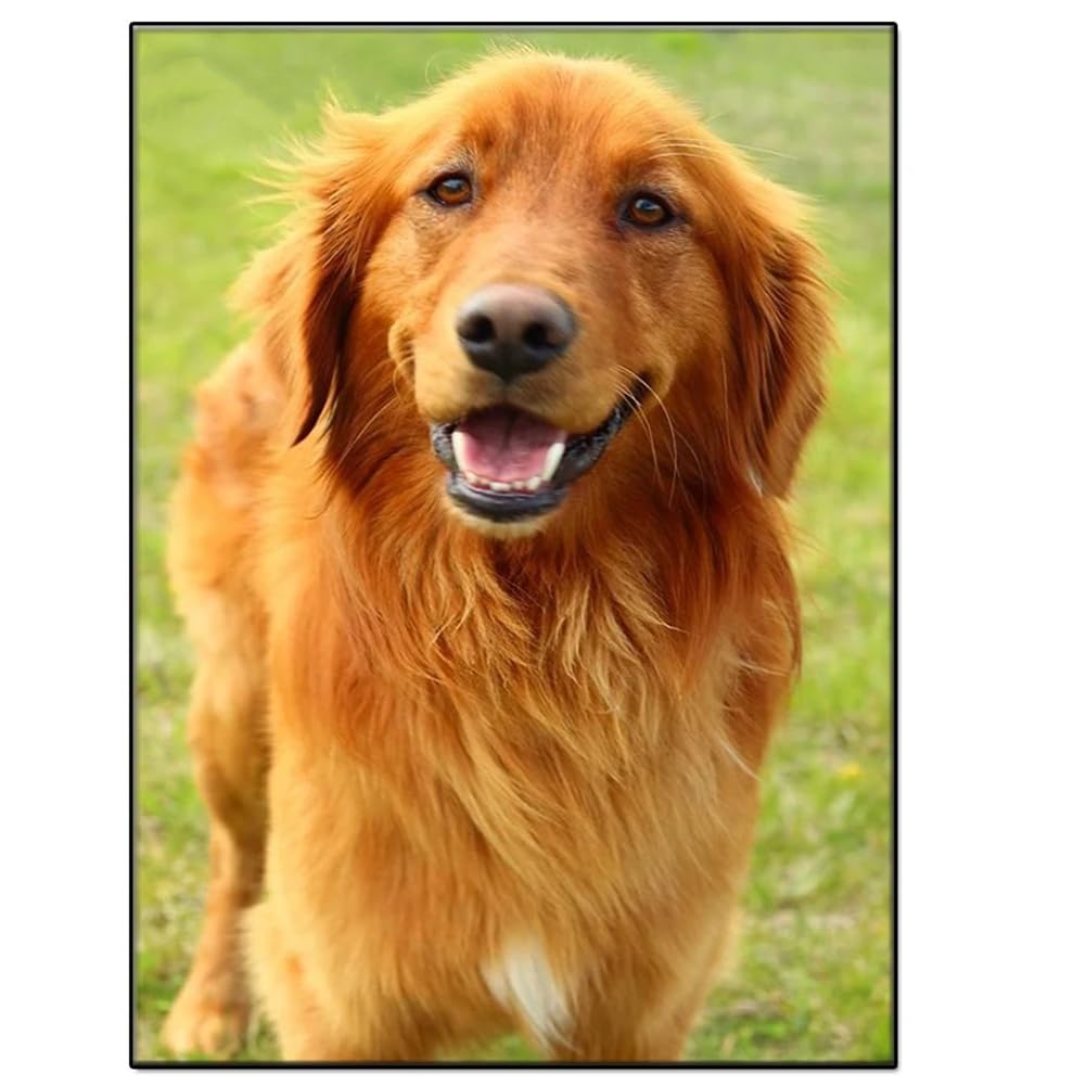 ZLCHYJ Diamond Painting Kits for Adults, Golden Retriever Dog DIY Diamond Painting Kits 5D Full Drill Round Diamond Art Kits Paint by Numbers Painting Art for Indoor Décor(30x40cm/12x16in)