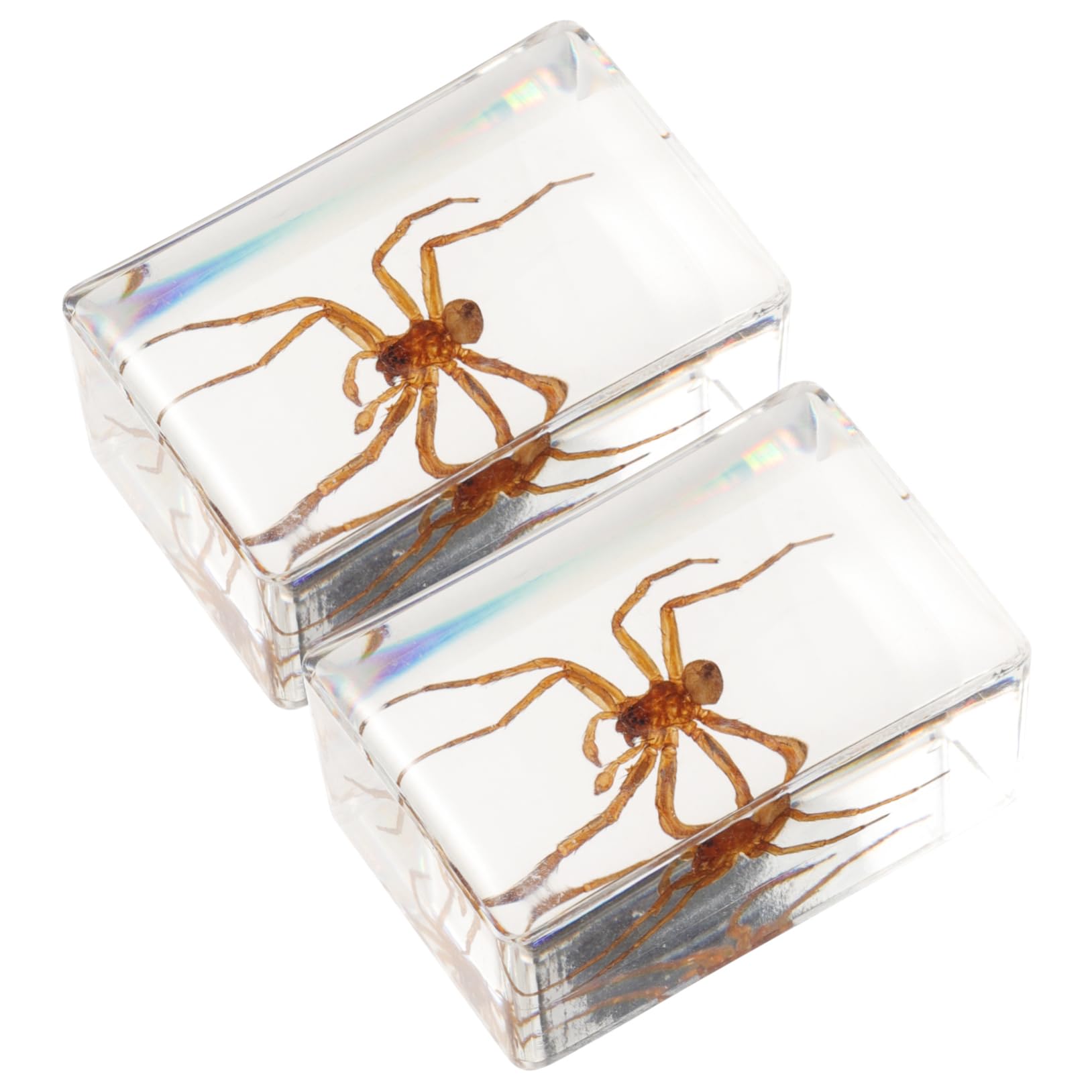 FELTECHELECTR Insect Resin Decor Spider Multi-Function Tabletop Ornament Insect Book Town Spider Paperweight for Home